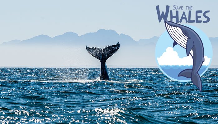 Save the Whales