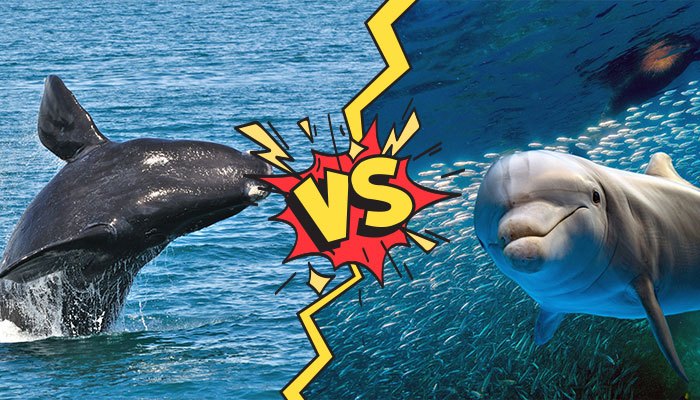 Whales vs Dolphines