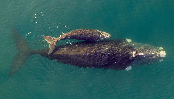 Southern Right Whale