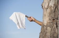 Arm and hand of person hiding behind tree holding white flag, cloth or handkerchief as sign of surrender