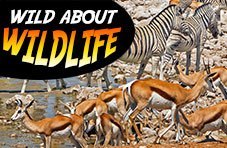 Wild about Wildlife