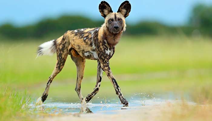 Cape Wild Dog