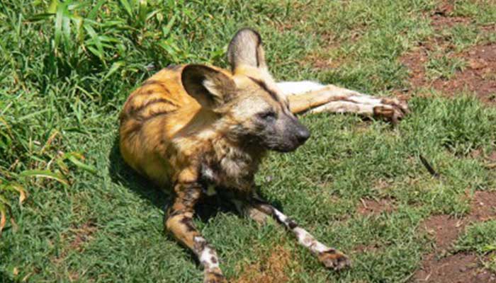 Chadian Wild Dog