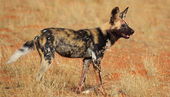 Eastern Wild Dog