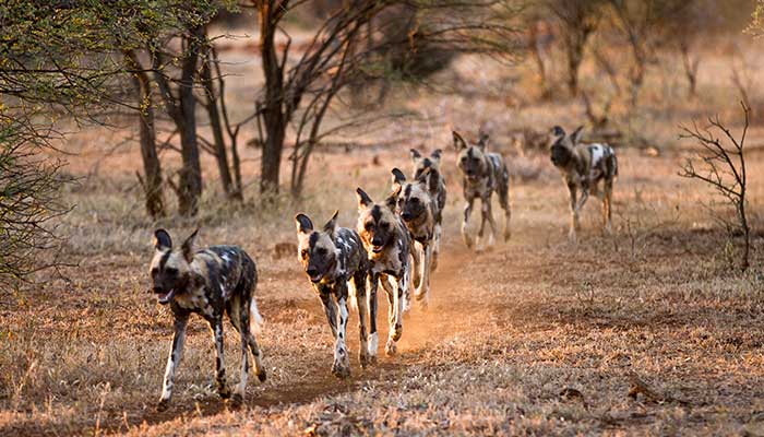 Wild Dogs Family