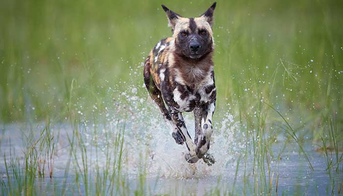 Wild Dogs Run