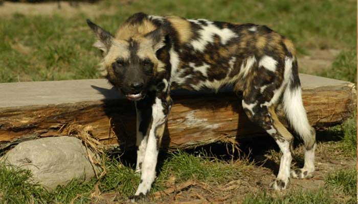 Somali Wild Dog