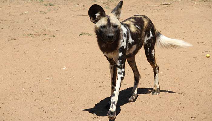 West African Wild Dog