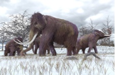 An illustration of a woolly mammoth family grazing in the snow