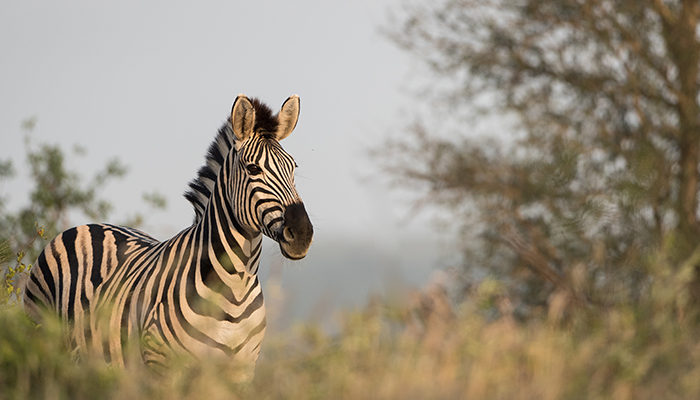 We Love Zebras