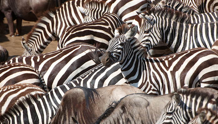 We Love Zebras