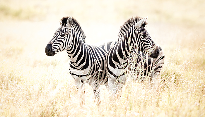 We Love Zebras