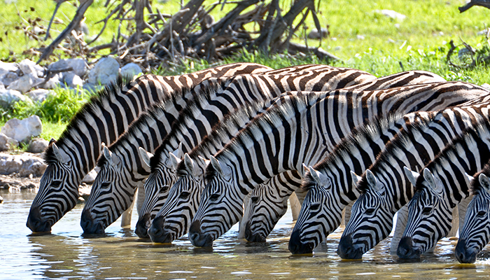 We Love Zebras